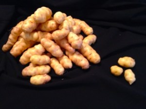 Makah Ozette potatoes